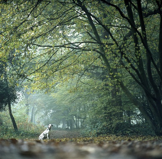 Photo:Autumn in Hockley Wood with 'Dotty' the Dalmatian sitting in where I'd imagined a stag or something